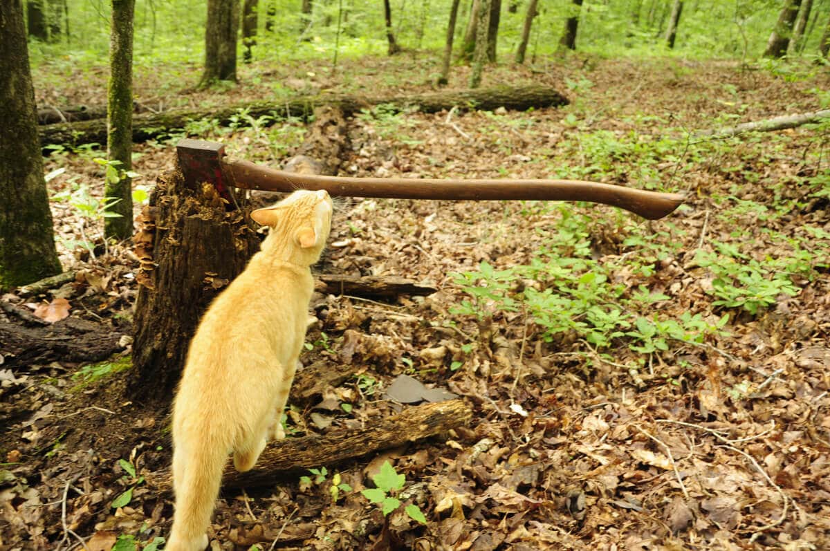 5 inspecting wooden handle