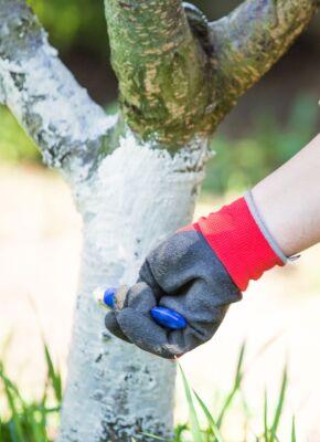Applying milk paint to tree trunks