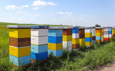 Rows of Painted hive boxes on a bee yard